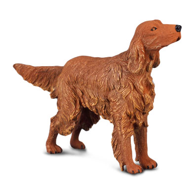 Irish Red Setter - cats-and-dogs