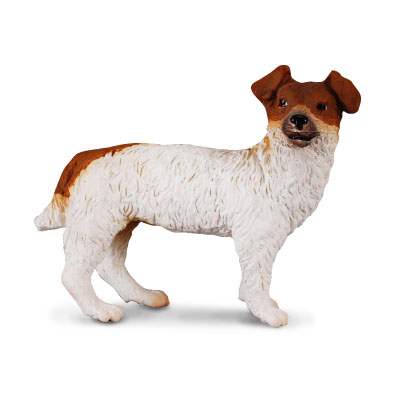 Jack Russell Terrier