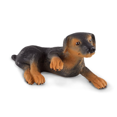 Doberman Pinscher Puppy  - 88087