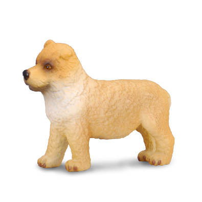 Cachorro de Chow Chow - cats-and-dogs