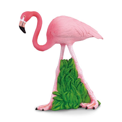 Flamingo - south-america