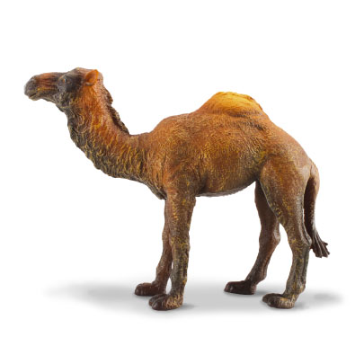 Dromedary Camel  - asia-and-australasia