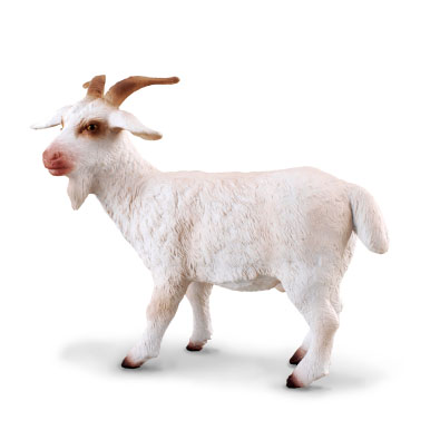 Billy Goat - farm-life