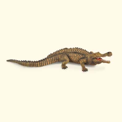 帝王鳄 - age-of-dinosaurs-popular-sizes