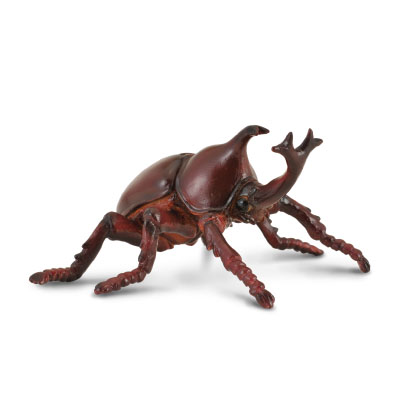 Rhinoceros Beetle - insects-and-spiders