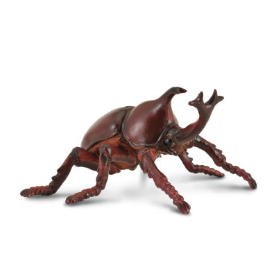 Rhinoceros Beetle