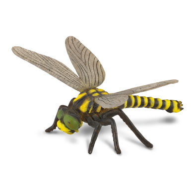 Golden-Ringed Dragonfly - 88350