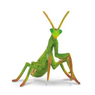 Praying Mantis