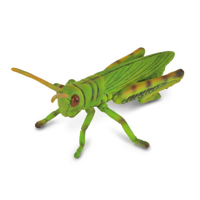 Grasshopper