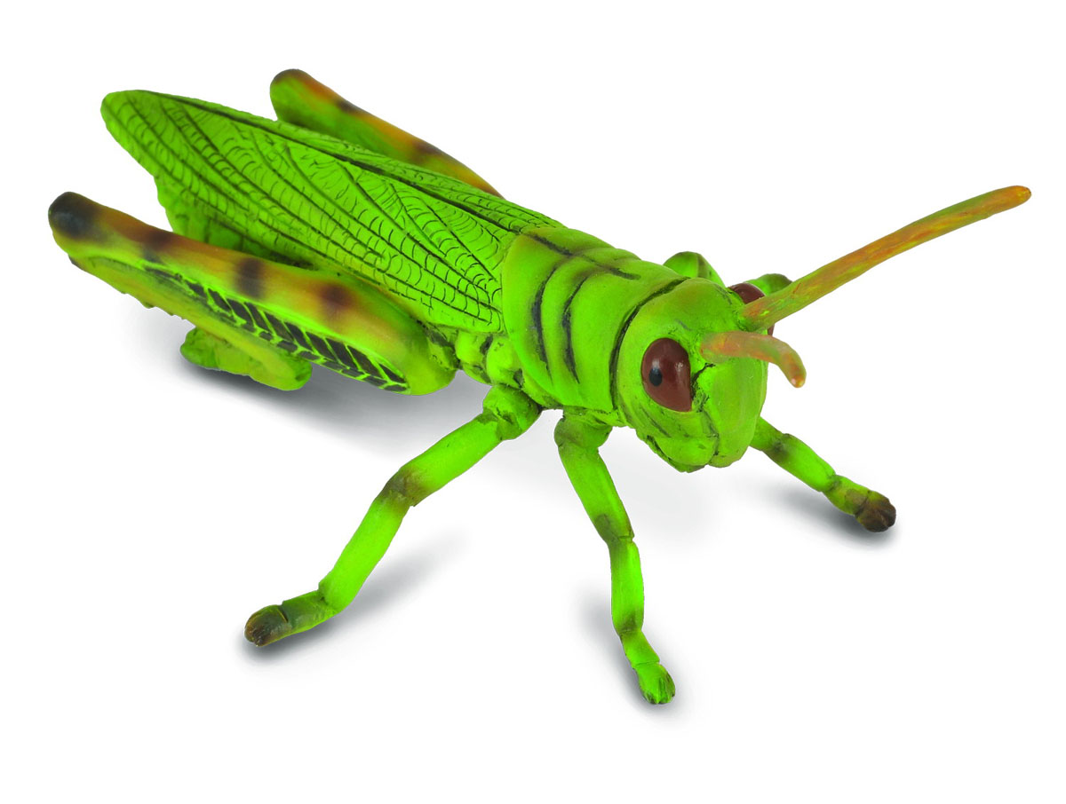 CollectA Grasshopper Jouet en plastique Wild Zoo Animal Insecte Cricket Bug New 