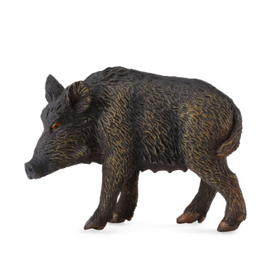 Wild Sow - asia-and-australasia