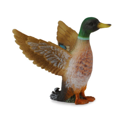 Mallard Duck - Male - 88378