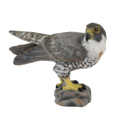 Peregrine Falcon  - asia-and-australasia