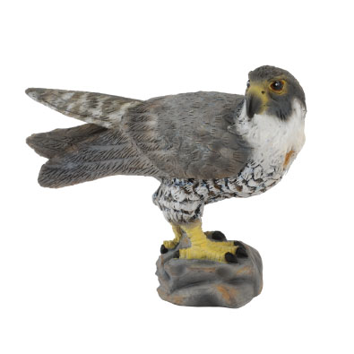 Peregrine Falcon  - 88399