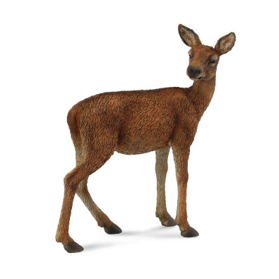 Red Deer Hind