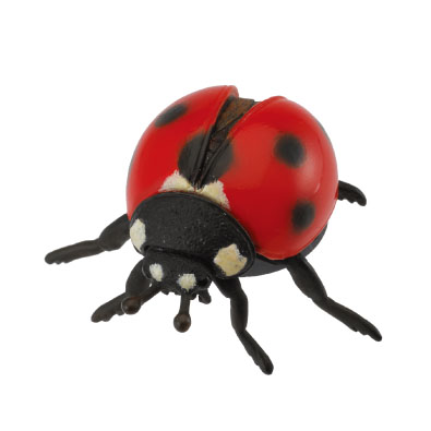 Ladybird