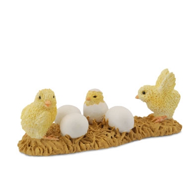 Chicks Hatching  - farm-life