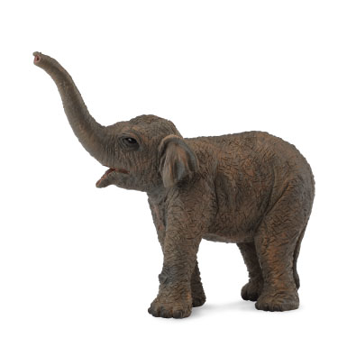 Asian Elephant Calf - 88487