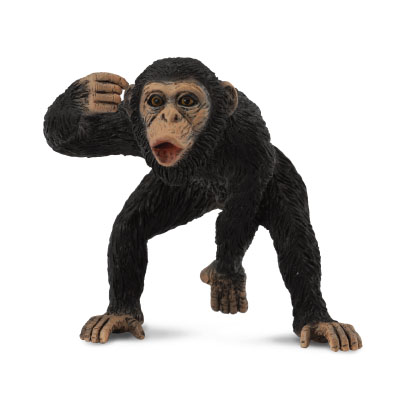 Chimpancé Macho - africa