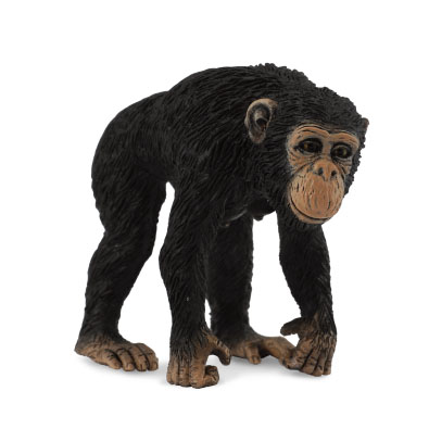 Chimpanzee Female