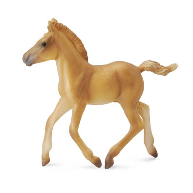 Potro Haflinger caminando - 88517