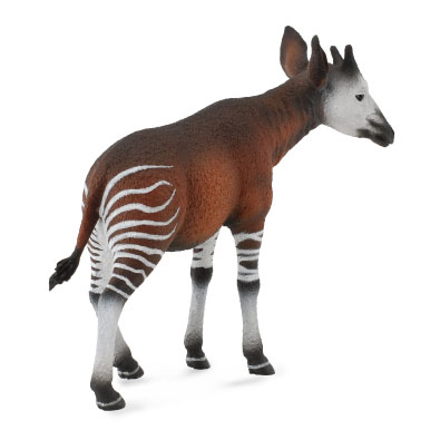 Okapi - africa