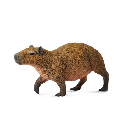 Capybara - south-america