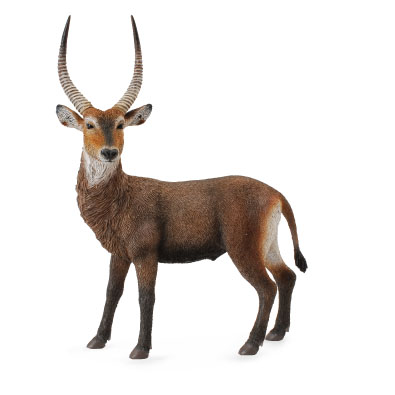 Waterbuck 