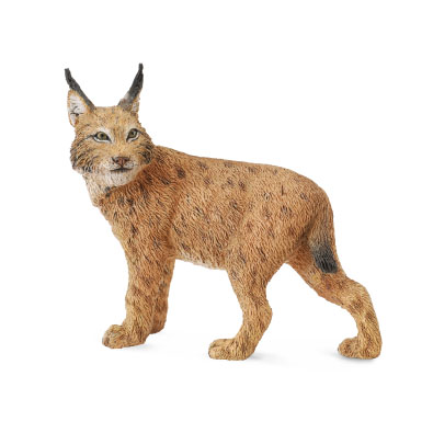 Lynx - asia-and-australasia