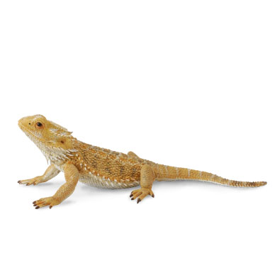 Bearded Dragon Lizard - reptiles-and-amphibians