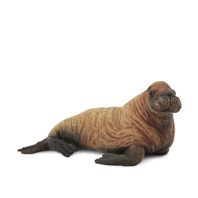 Walrus Calf - 88570