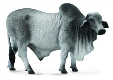 Brahman Bull - farm-life