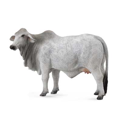 Brahman Cow - farm-life