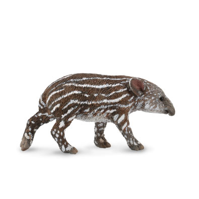 Baird's Tapir Calf - south-america