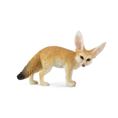 耳廓狐 - africa