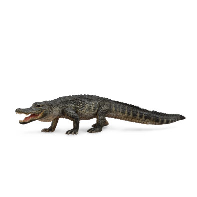 American Alligator - 88609