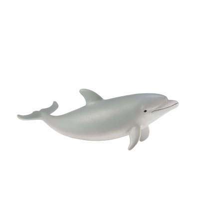 Bottlenose Dolphin Calf - 88616