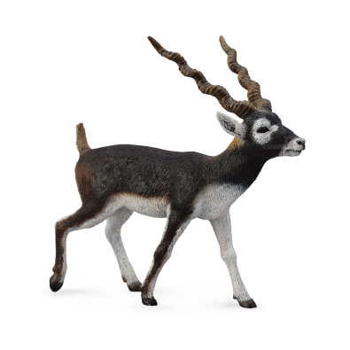 Blackbuck - 88638