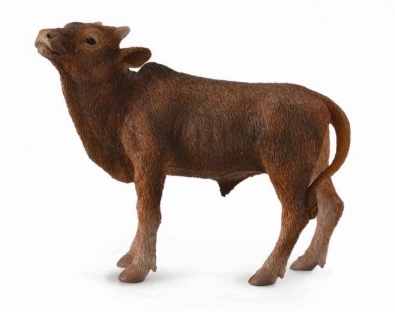 安科拉—瓦图西小牛