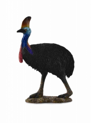 Cassowary - asia-and-australasia