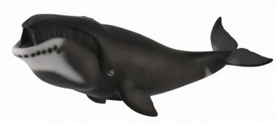 弓头鲸 - 88652