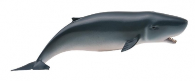 Pygmy Sperm Whale - oceans