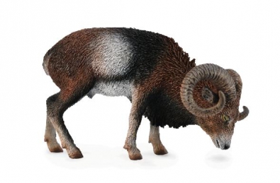 European Mouflon - europe