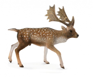 Fallow Deer Male - europe