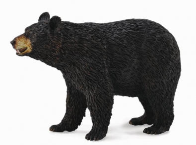 American Black Bear - north-america