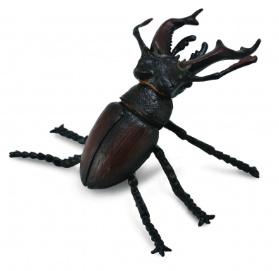 Stag Beetle - insects-and-spiders