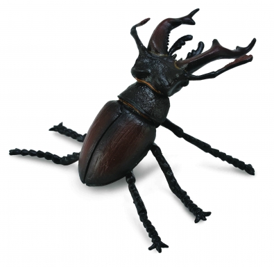 Stag Beetle