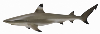 Blacktip Reef Shark  - oceans