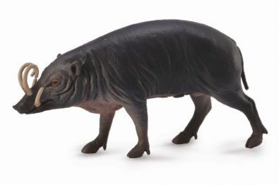 Babirusa