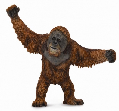 Orangutan - 88730